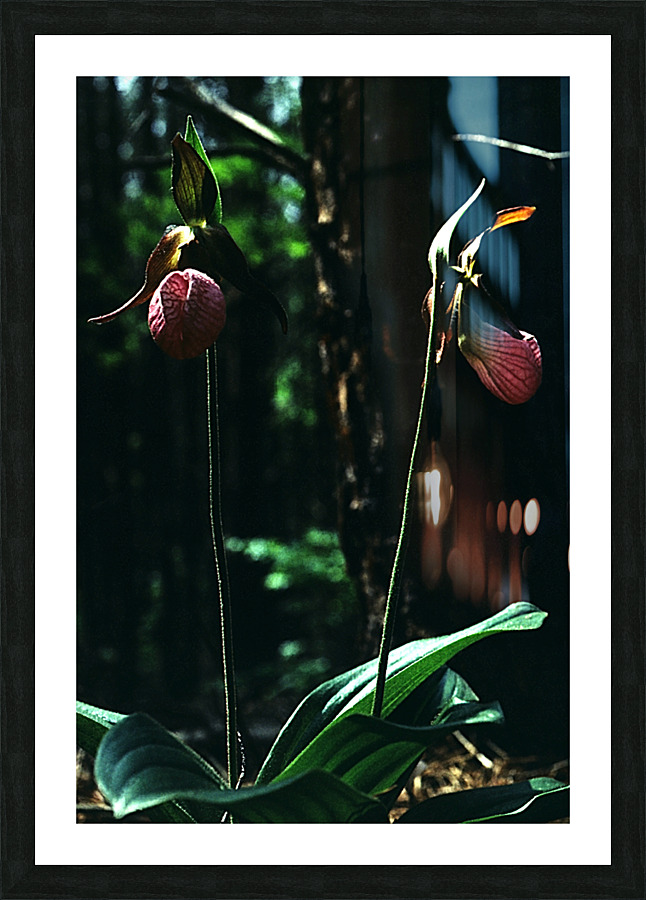 Lady Slippers Picture Frame print