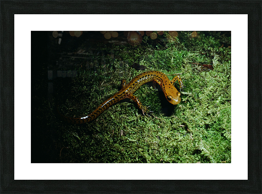 Northern Dusky Salamander Picture Frame print