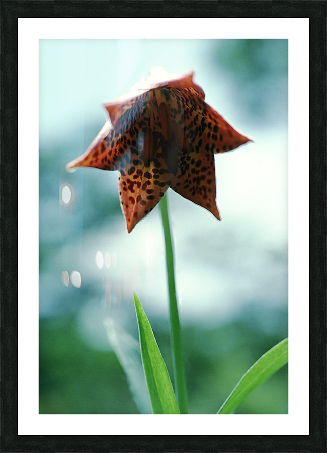 Orange Bell Lily Picture Frame print