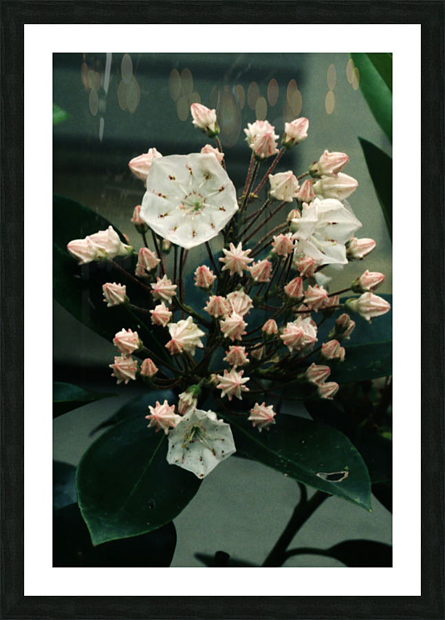 Pink Explosive Picture Frame print