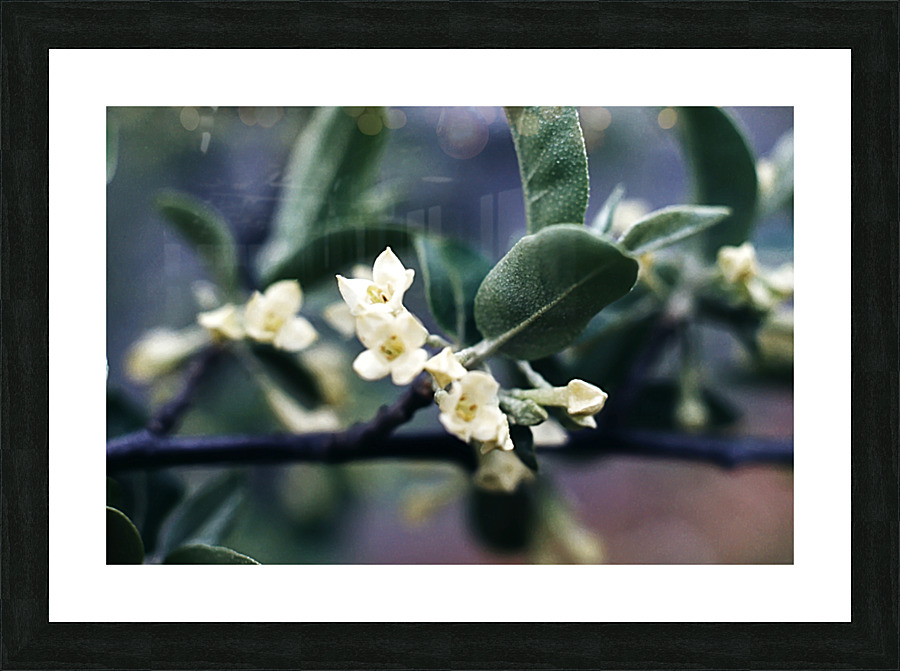 Russan Olive Picture Frame print