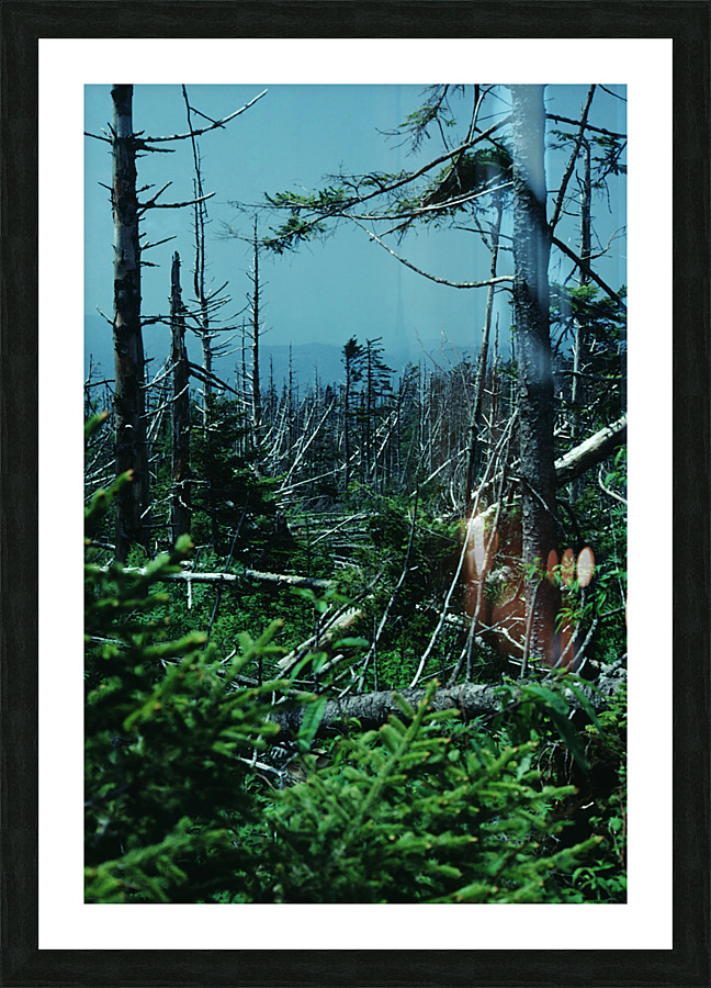 Seral Forest Picture Frame print