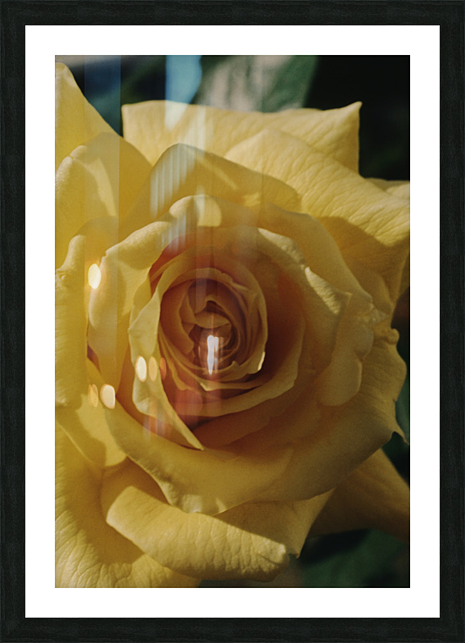 Texas Rose Picture Frame print