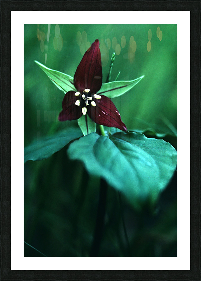 Wake Robin Trillium Picture Frame print