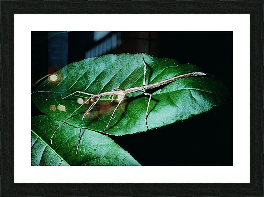 Walking Stick Picture Frame print