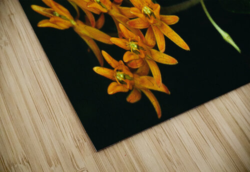 Butterfly Weed Greene Safaris Productions  puzzle