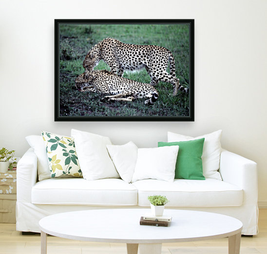 Friendly Cheetahs Reproduction