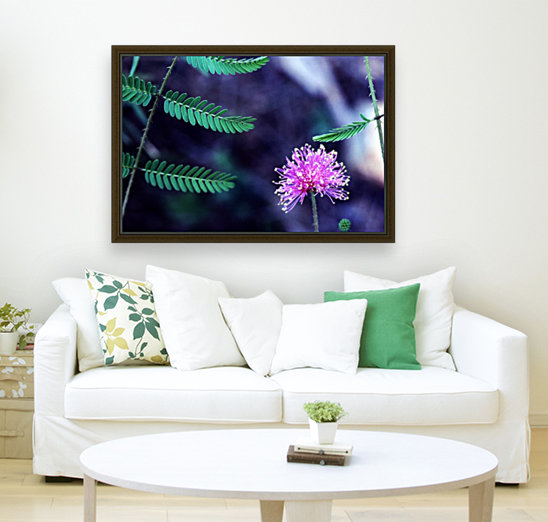 Explosive Mimosa Reproduction