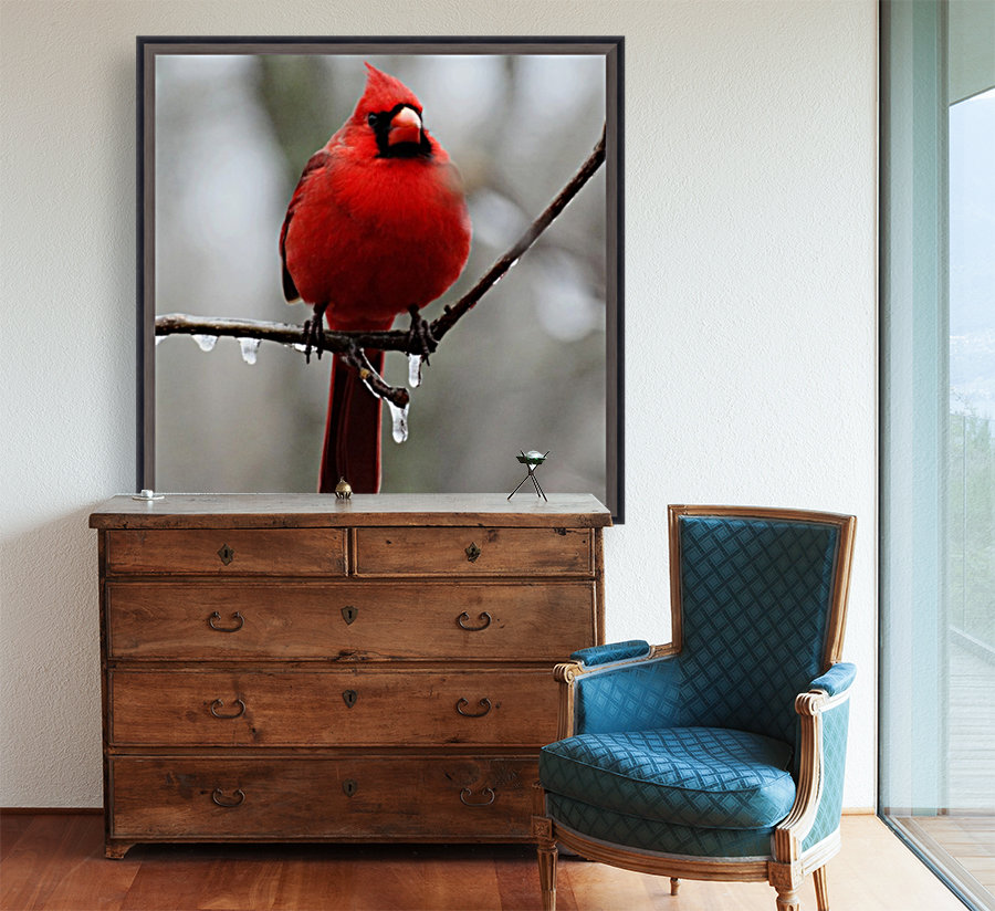 Winter Cardinal Reproduction