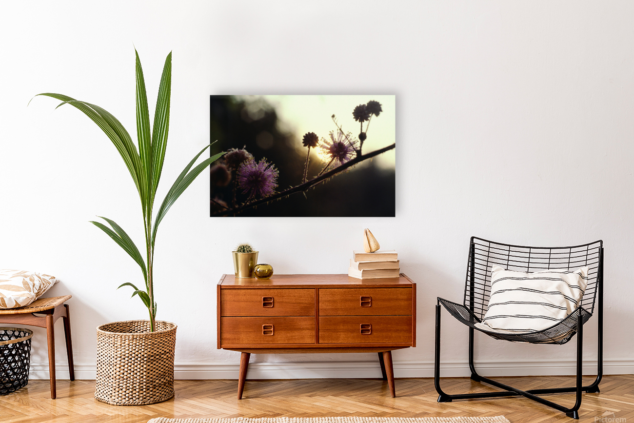 Sensitive Sunrise Reproduction