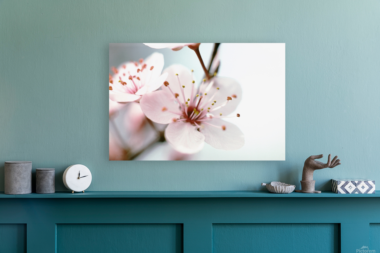 Apple Blush Reproduction