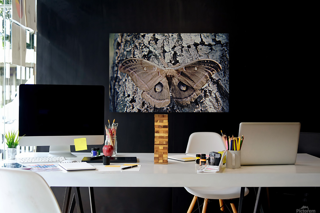 Polyphemus Moth Reproduction