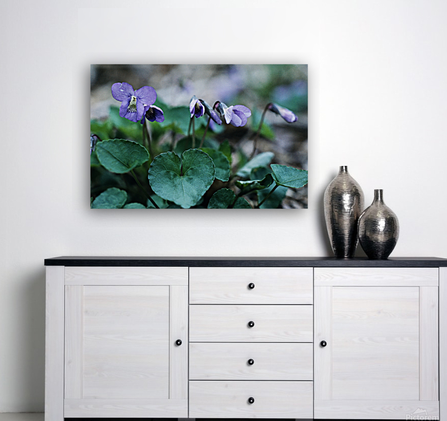 Wood Violets Reproduction