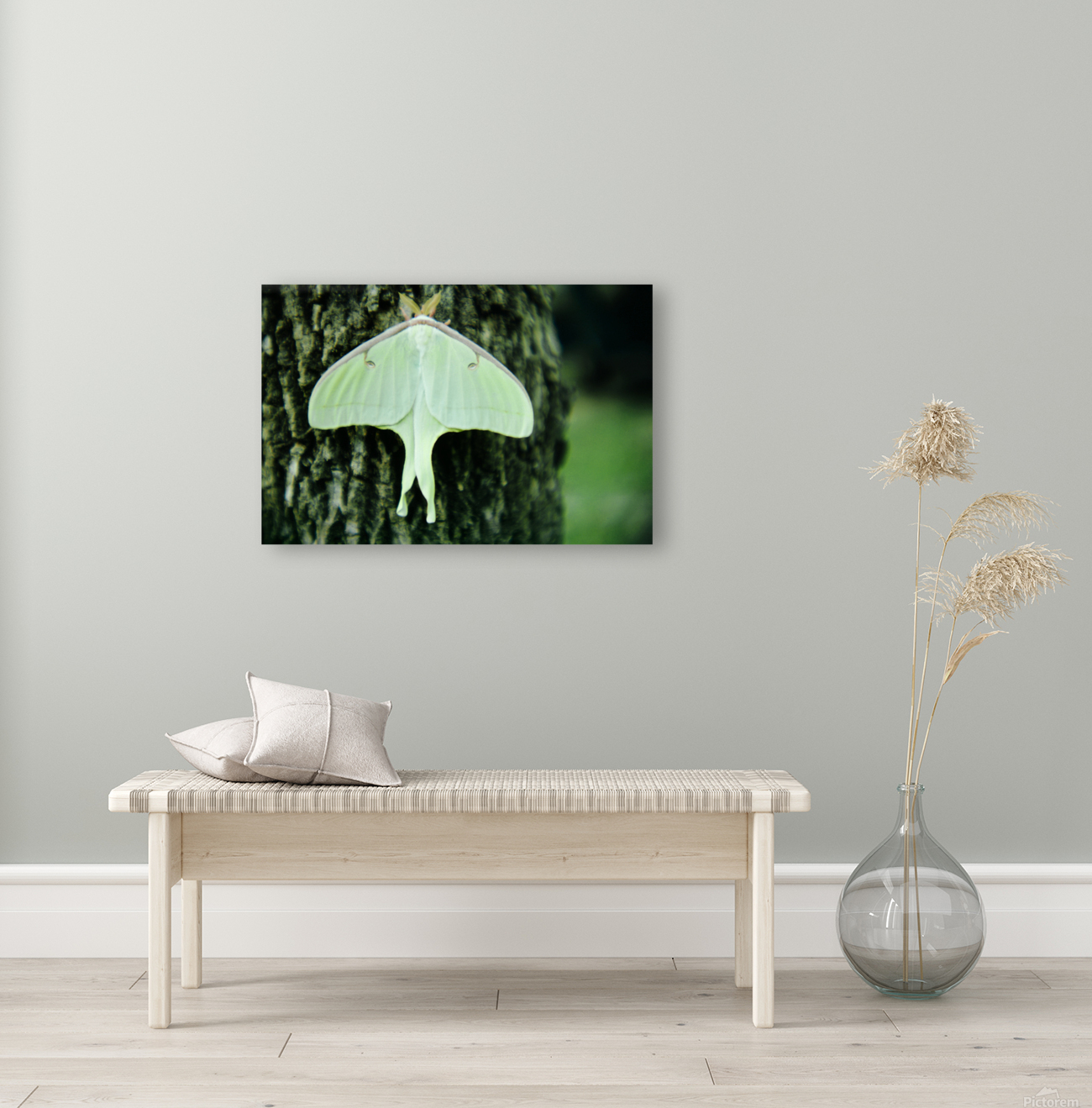 Luna Moth Reproduction