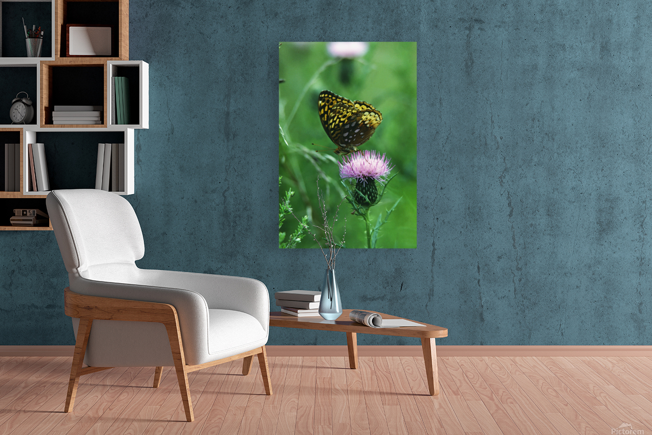 Fritillary on Thistle Reproduction