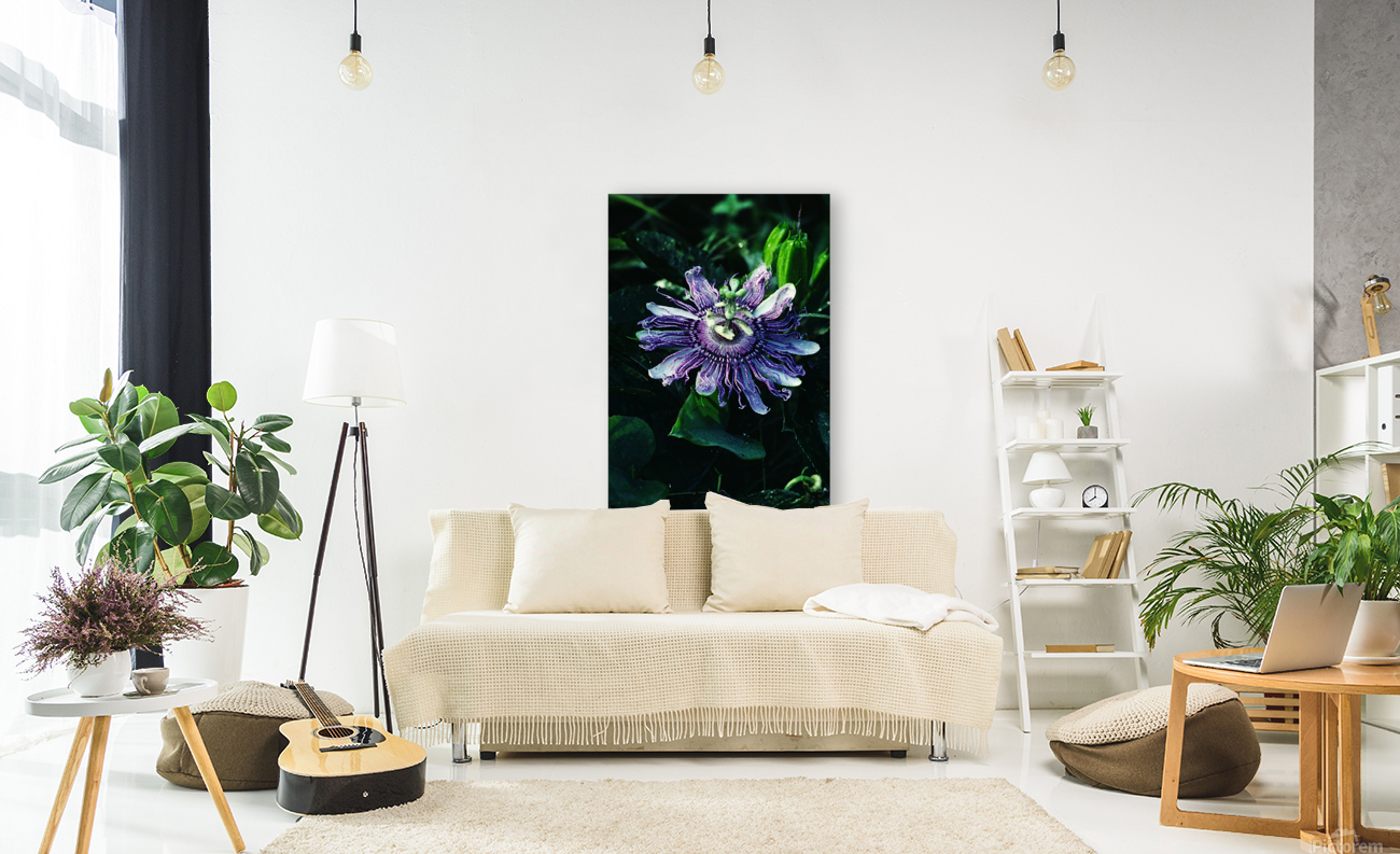 Passion Flower Reproduction