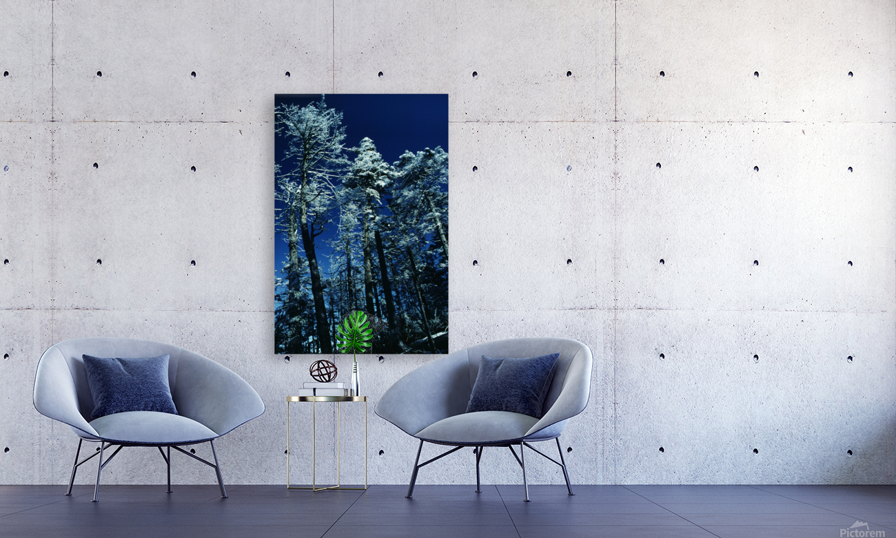 Blue Elysium Reproduction