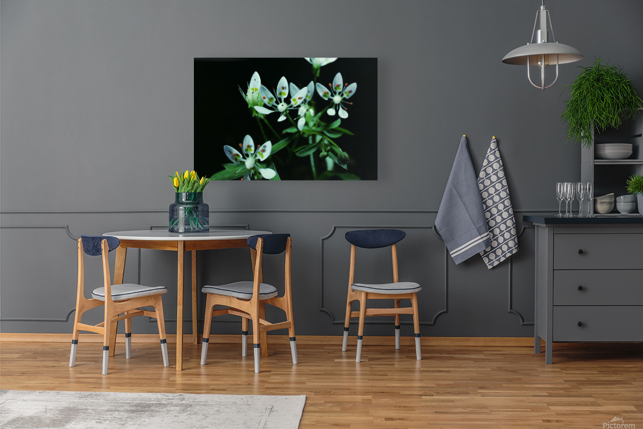Cliff Saxifrage Reproduction