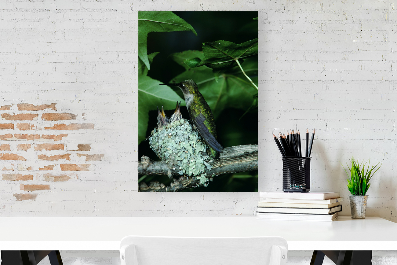 Humming Bird Nest Reproduction