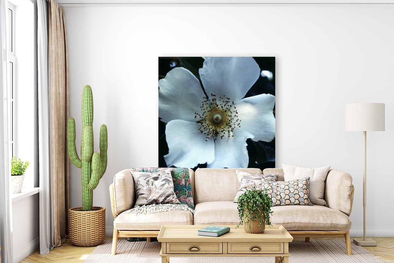 Magnolia Reproduction