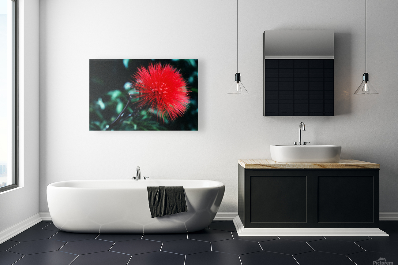 Red Bottlebrush Reproduction