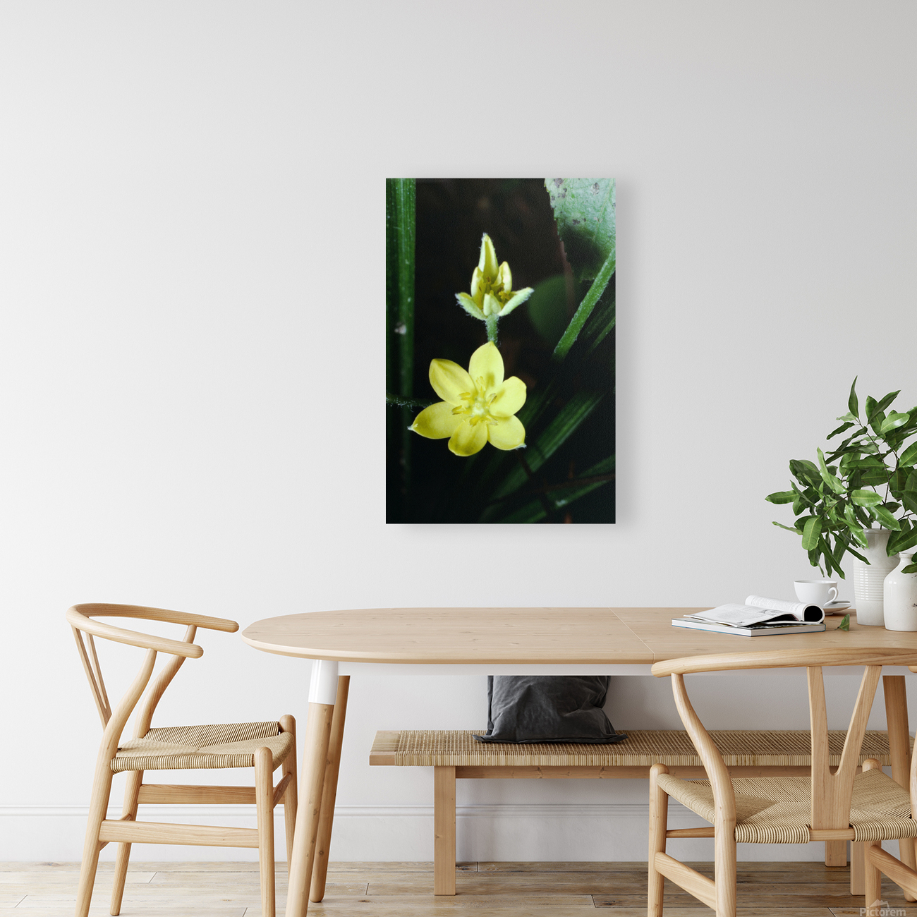 Yellow Star Grass Reproduction