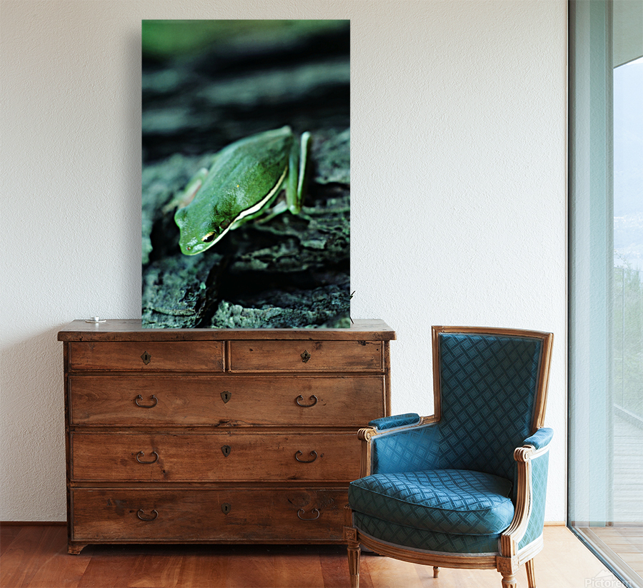 Downward Facing Frog Reproduction