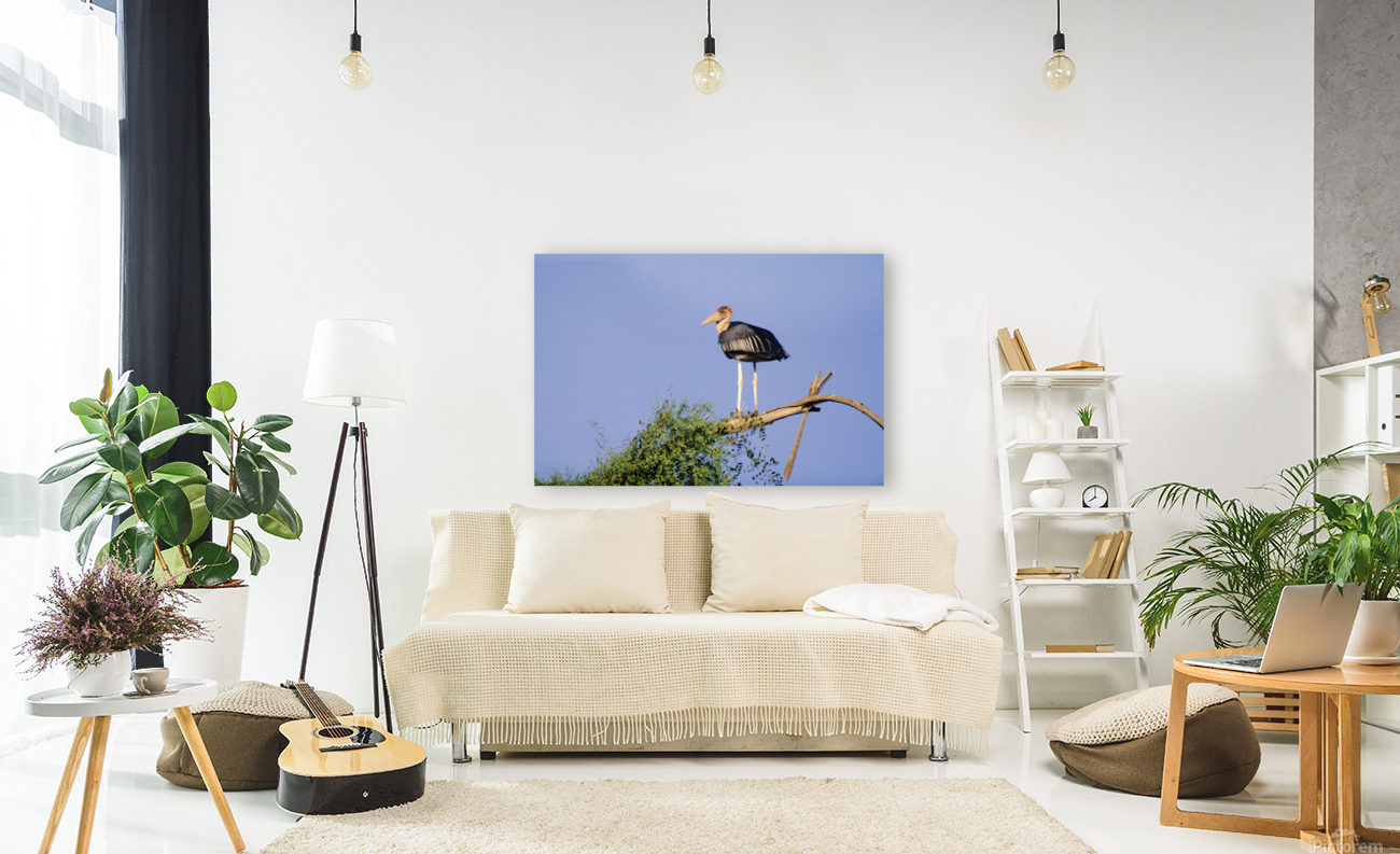 Marabou Stork Reproduction