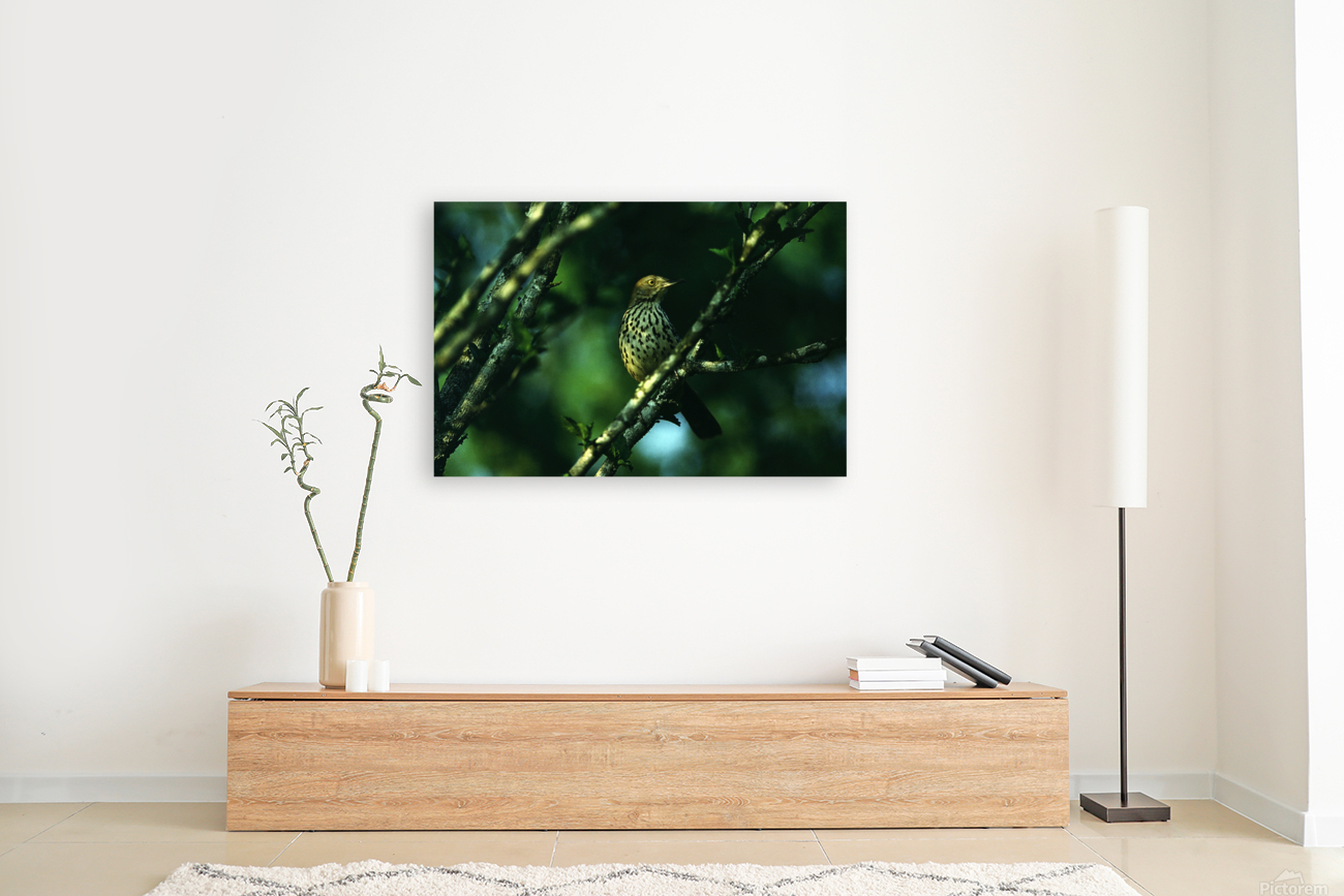 Brown Thrasher Reproduction