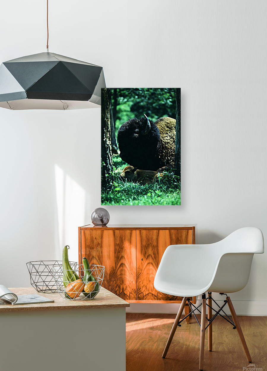 Forest Bision Reproduction