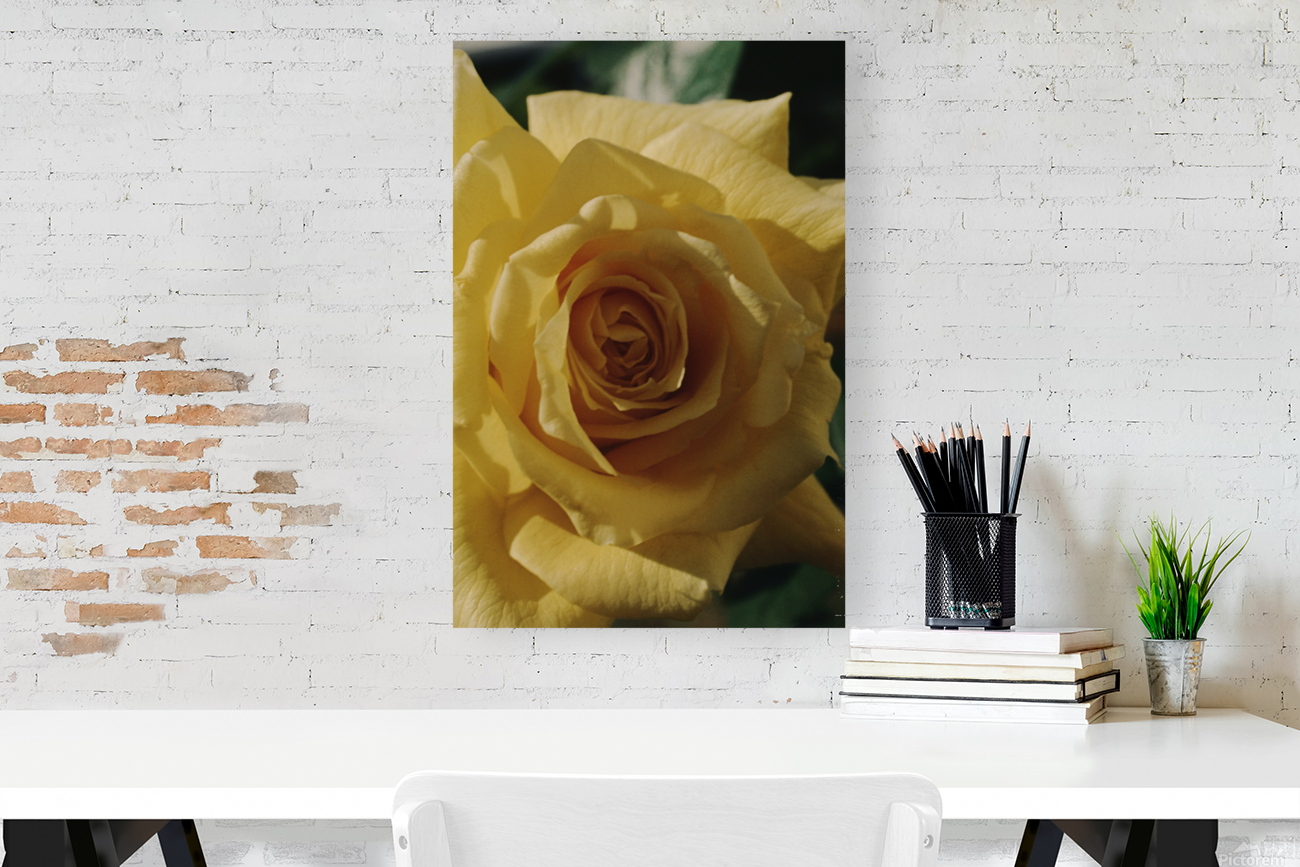 Texas Rose Reproduction