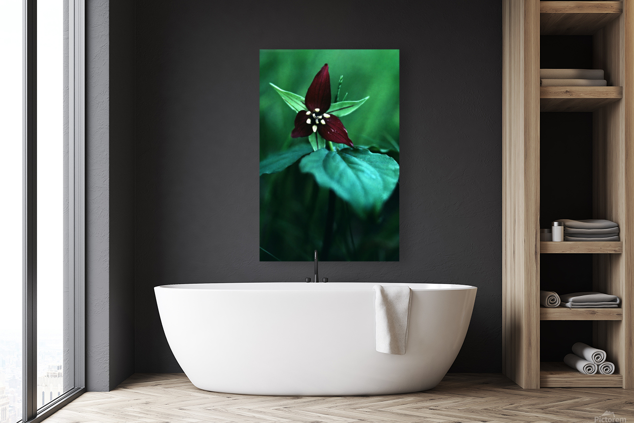 Wake Robin Trillium Reproduction