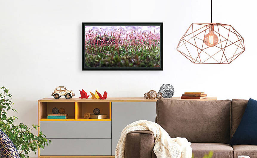 Soft Pink Reproduction