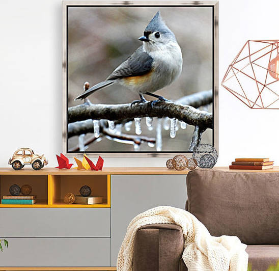 Winter Titmouse Reproduction