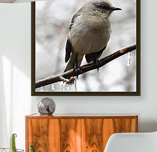 Winter Eastern Phoebe by Greene Safaris Productions 