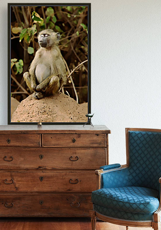 Buddha Baboon  by Greene Safaris Productions 