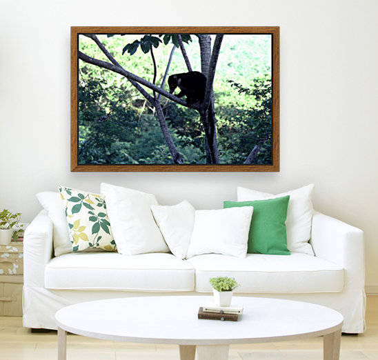 Coatimundi by Greene Safaris Productions 