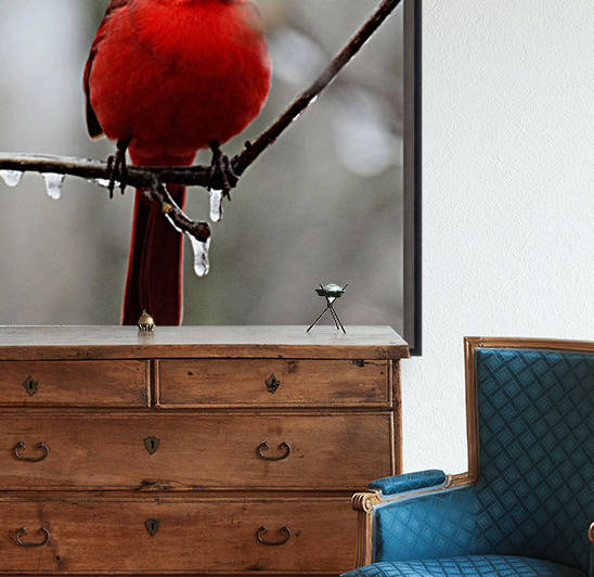 Winter Cardinal Reproduction