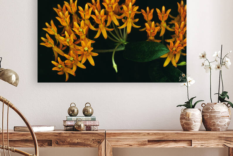 Butterfly Weed Reproduction