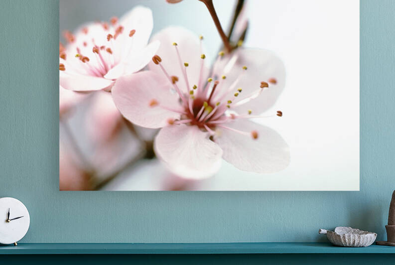 Apple Blush Reproduction
