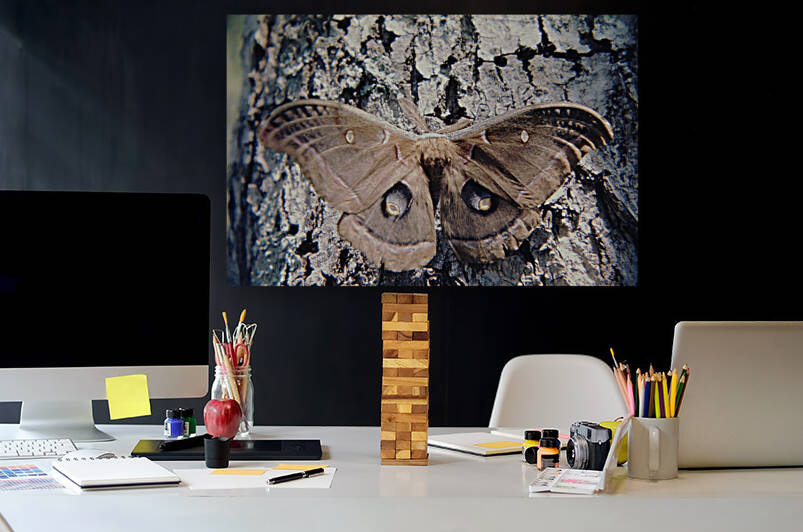 Polyphemus Moth Reproduction
