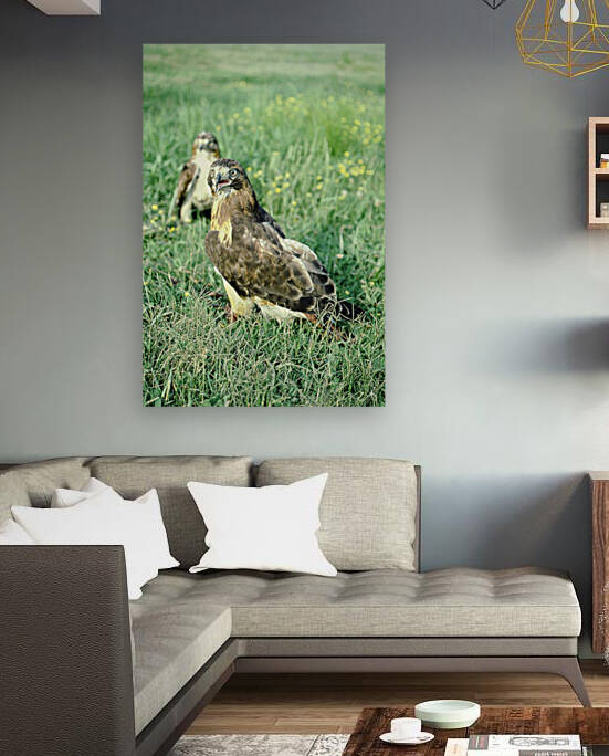 Surprised Hawk Reproduction