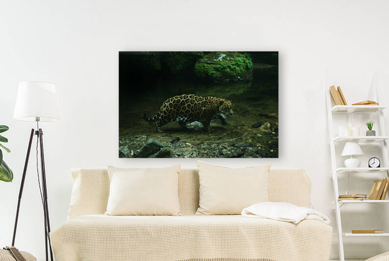 Stone Moutain Jaguar by Greene Safaris Productions 