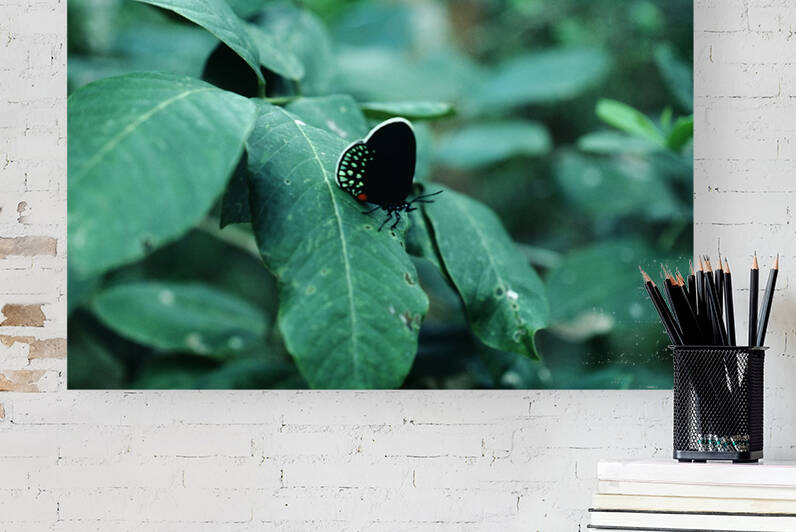 Atala Butterfly Reproduction