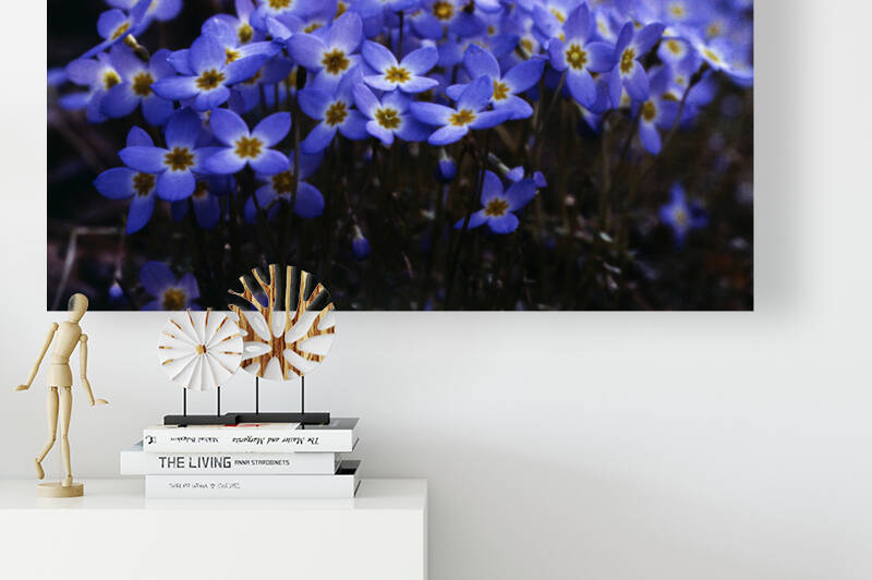 Bluets in the Moring Light by Greene Safaris Productions 