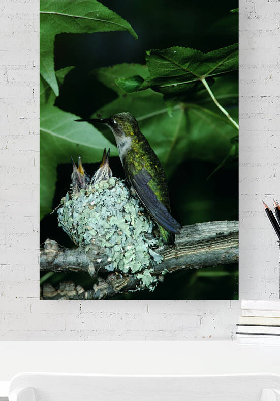 Humming Bird Nest Reproduction