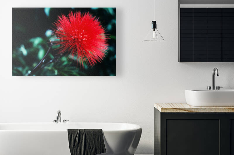 Red Bottlebrush by Greene Safaris Productions 