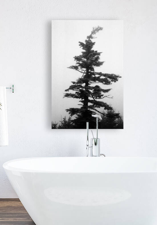 Frozen Fir Reproduction