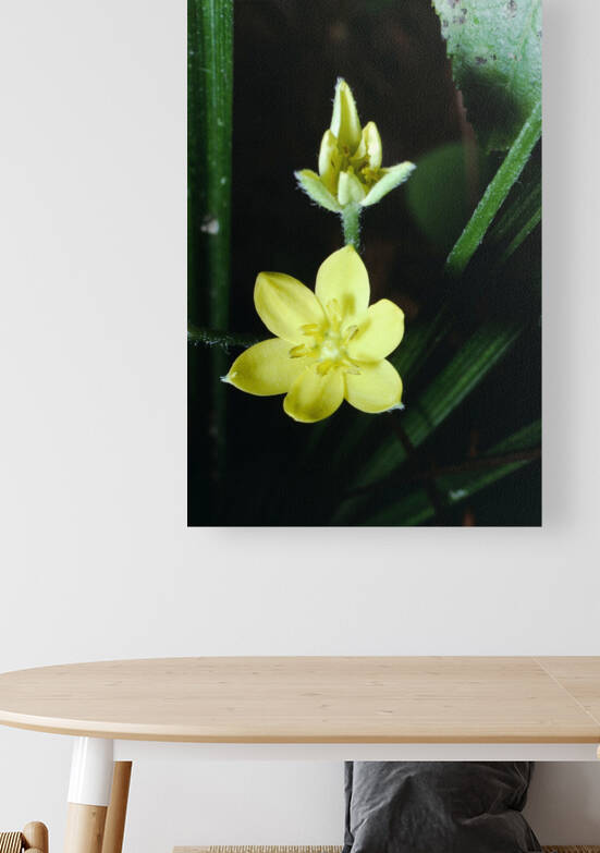 Yellow Star Grass Reproduction