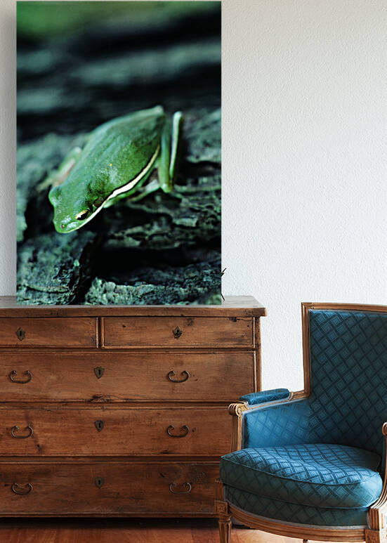 Downward Facing Frog Reproduction